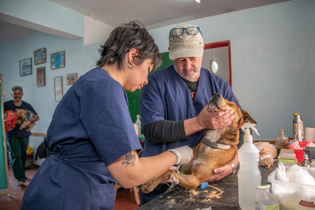 Dos profesionales veterinarios atendiendo juntos a un perro sobre la mesa de trabajo