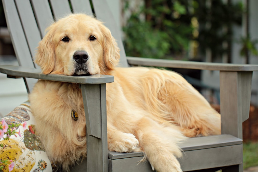 Perro descansando cómodamente en un sillón durante su estadía