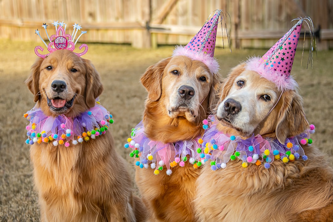 Tres Golden Retriever con gorros de fiesta celebrando juntos