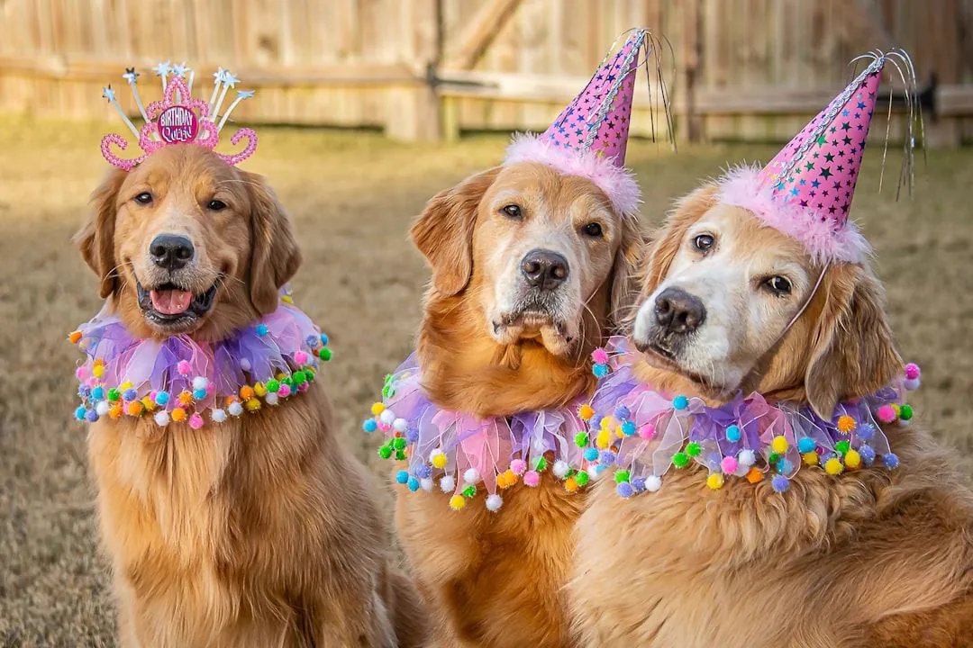 Tres Golden Retriever con gorros de fiesta celebrando juntos