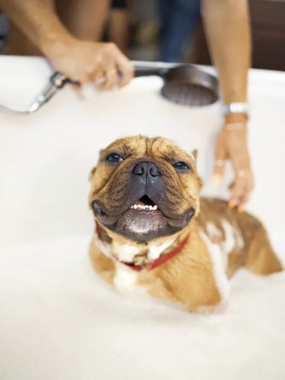 Perro bulldog disfrutando de su baño con espuma en la bañera