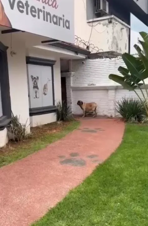 Perro esperando al final del camino de entrada de la clínica, decorado con huellas