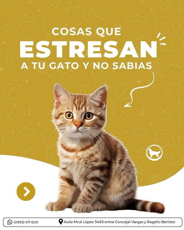 Publicación de Gold Clinic sobre cosas que estresan a los gatos, con un gato atigrado