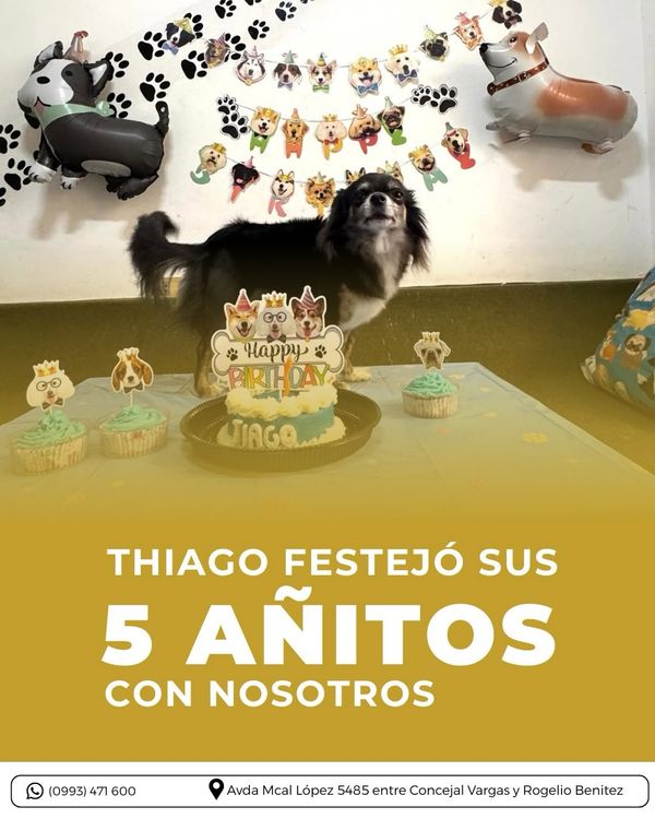 Perro celebrando su cumpleaños con torta y cupcakes de la pastelería canina