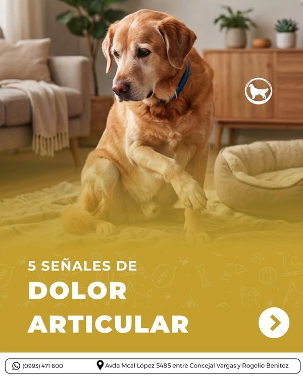Publicación sobre señales de dolor articular, con un Golden Retriever recostado