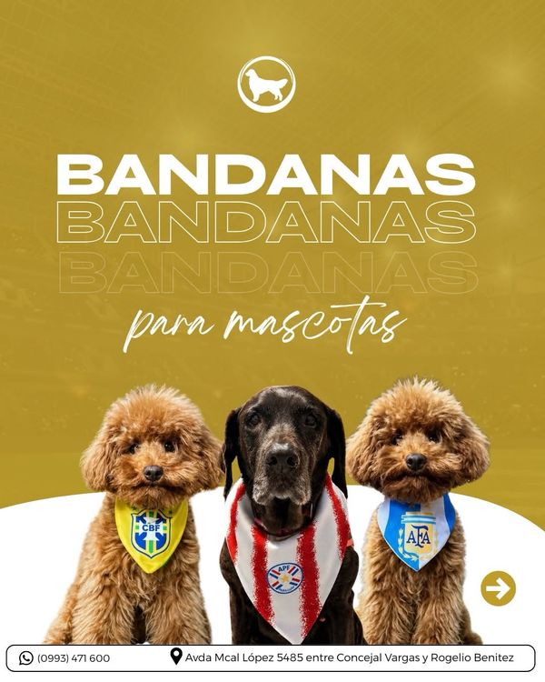 Tres perros luciendo bandanas de fútbol de Brasil, Paraguay y Argentina