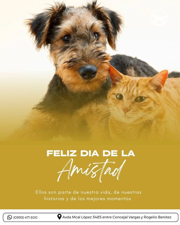 Un perro terrier y un gato naranja acostados juntos