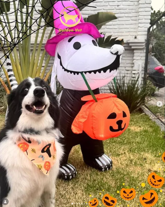 Border Collie con bandana de Halloween junto a un inflable de perro esqueleto con calabaza