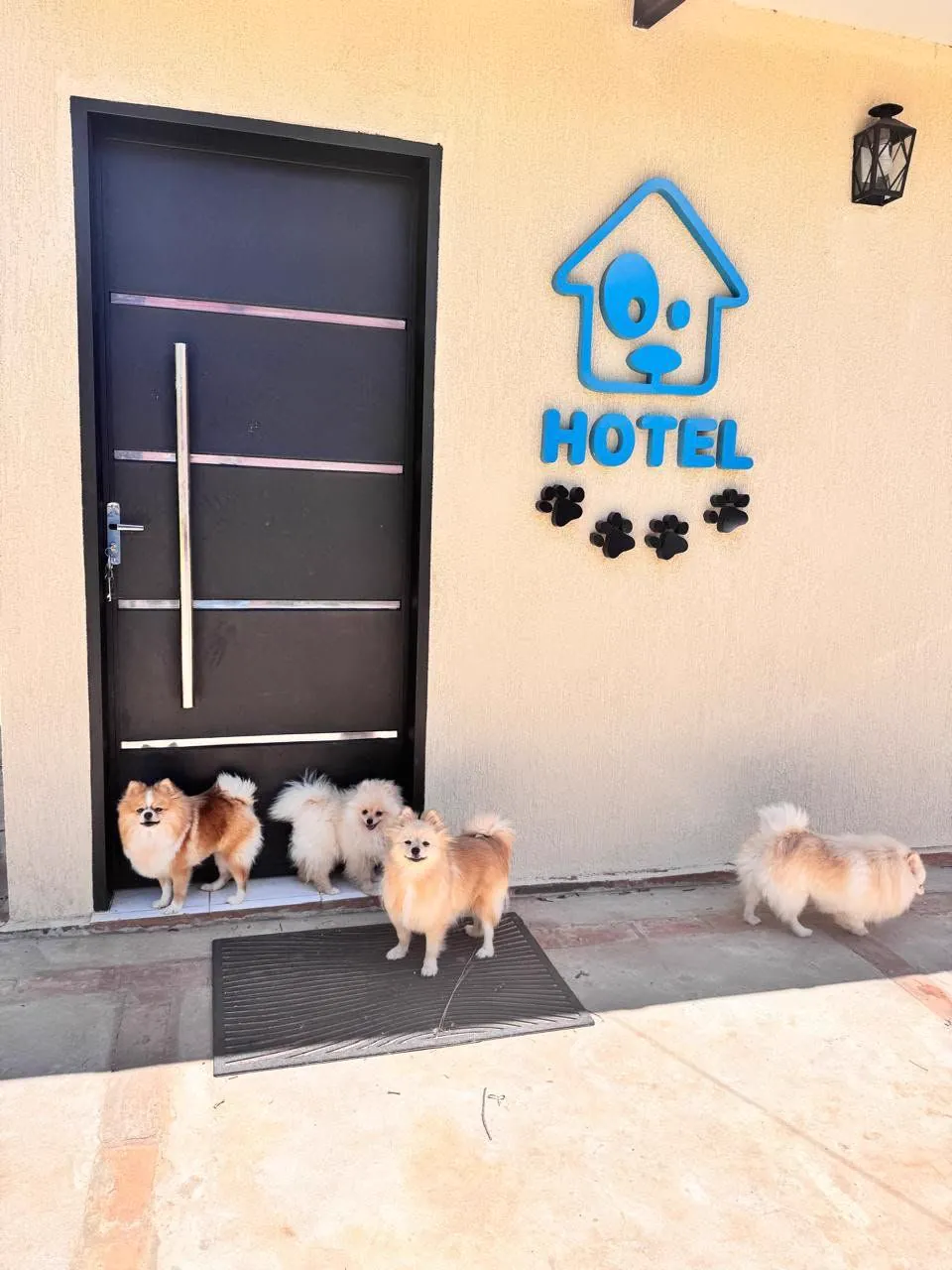 Cuatro perros pomerania esperando en la puerta del hotel de Gold Clinic