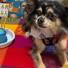 Chihuahua de pelo largo junto a una torta de cumpleaños azul