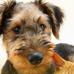 Perro terrier y gato naranja acostados juntos