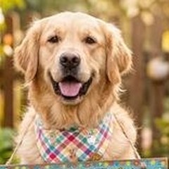 Golden Retriever con pañuelo festivo sosteniendo un cartel de Feliz Pascua