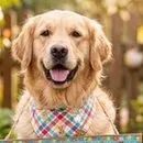 Golden Retriever con pañuelo festivo sosteniendo un cartel de Feliz Pascua