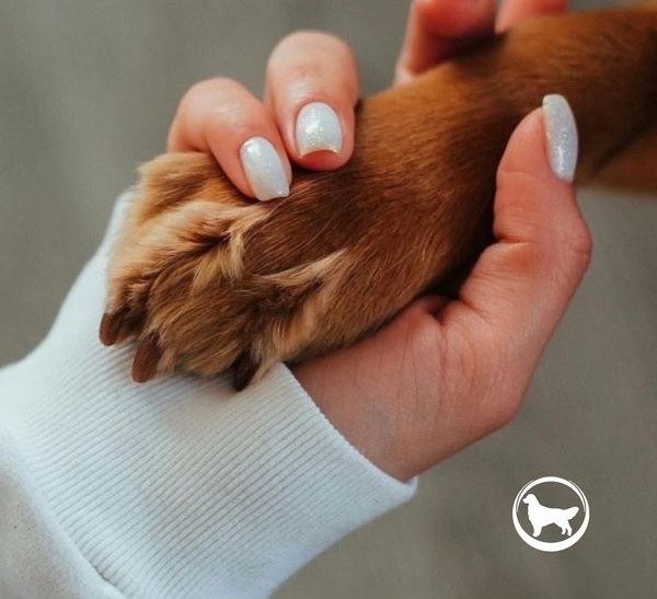Mano sosteniendo con ternura la pata de un perro de pelaje marrón claro