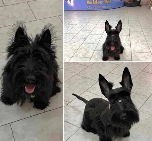 Tres Scottish Terrier recién salidos de la peluquería con su corte de raza