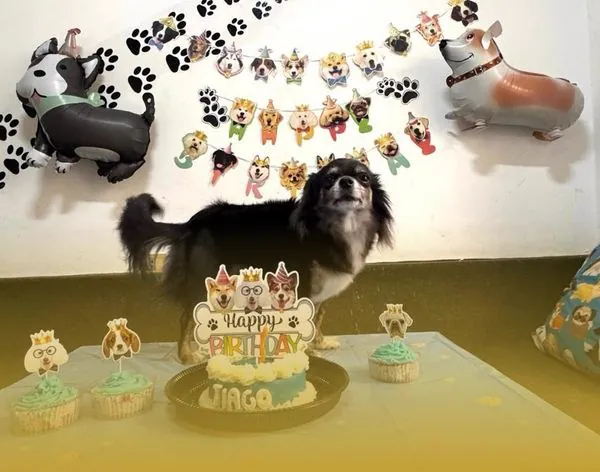 Chihuahua de pelo largo en su fiesta de cumpleaños, con torta y cupcakes