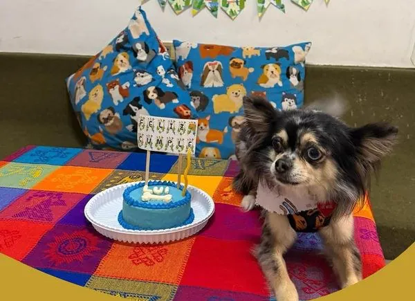 Chihuahua junto a su torta celeste en la mesa del festejo