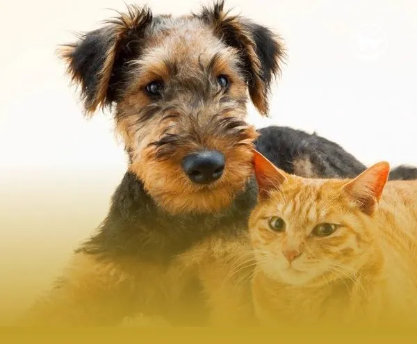 Un perro terrier y un gato naranja muy juntos