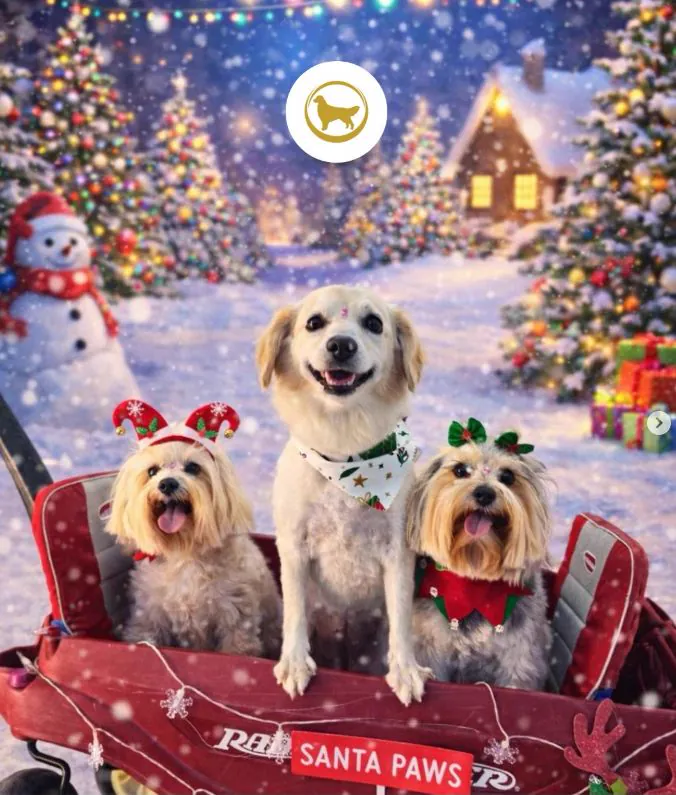 Tres perros con accesorios navideños en un carrito rojo de Santa Paws