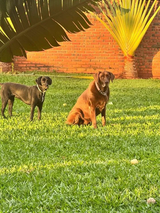 Dos perros jugando en el patio de césped de la clínica al atardecer