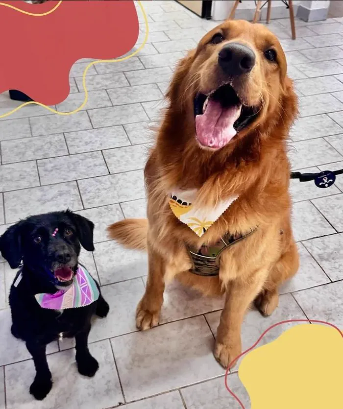 Un Golden Retriever y un perro negro con sus bandanas, recién salidos del baño en Gold Clinic