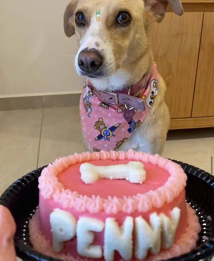 Perro con pañuelo junto a su torta de cumpleaños rosa