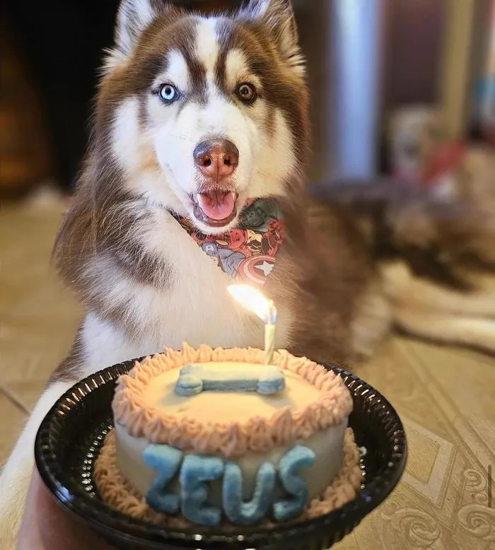 Husky festejando su cumpleaños con una torta canina y una vela encendida